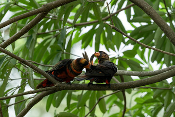 하늘을 날아다니는 새
