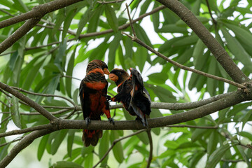 하늘을 날아다니는 새