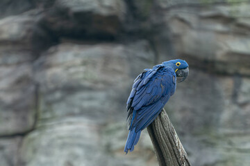 하늘을 날아다니는 새