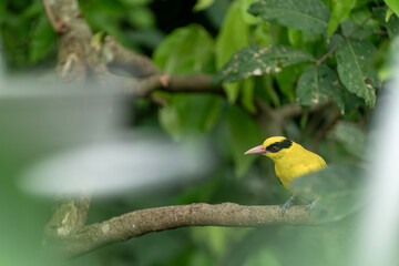 하늘을 날아다니는 새
