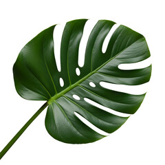 Monstera Deliciosa Leaf Captivating Green Tropical Split-Leaf Philodendron