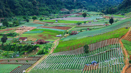 Aerial view of agricultural terraces with varied crops and green vegetation, set in rolling hills.