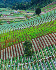 A scenic view of fertile farmlands in terraces, with green crops and brown soil arranged in neat rows.