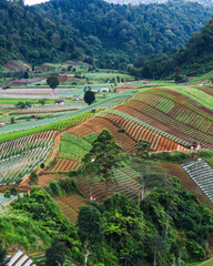 Expansive view of fertile farmland featuring colorful crop rows and lush surrounding forests.