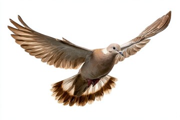 Obraz premium High-resolution isolated dove in mid-flight with wings fully extended, white background, elegant bird photography, peace, freedom, and natural beauty illustration.