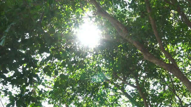 Sunlight Through Green Tree Leaves - Natural Forest Canopy Light Filtering From Below