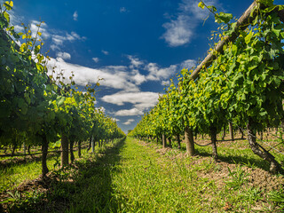 Naklejka premium View Down Green Vineyards With Fluffy Clouds