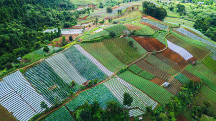 A panoramic view of agricultural fields in a hilly terrain, with vibrant colors and organized rows.