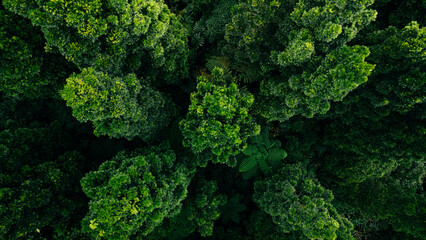 Naklejka premium A vibrant green forest seen from above, with dense foliage and towering trees creating a natural tapestry.