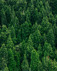 Lush green trees in a dense forest, viewed from above, offering a peaceful and serene forest landscape.