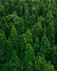 Expansive green forest with dense foliage and tall trees, captured from above with a natural pattern.