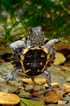 junge Europ&auml;ische Sumpfschildkr&ouml;te // juvenile European pond terrapin (Emys orbicularis) - Peloponnes, Griechenland