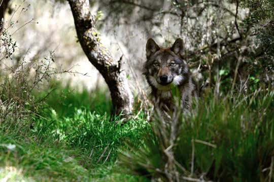 European Wolf // Europ&auml;ischer Wolf (Canis lupus lupus)