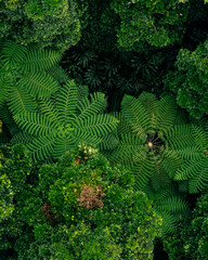 A serene aerial shot of a dense forest with abundant green trees, creating a tranquil natural space.