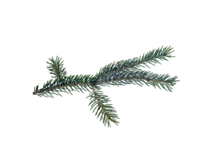 Natural evergreen fir branch isolated on white background