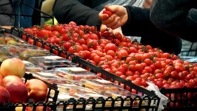 Customer Picking Fresh Tomatoes at Supermarket Produce Section Shopping for Vegetables