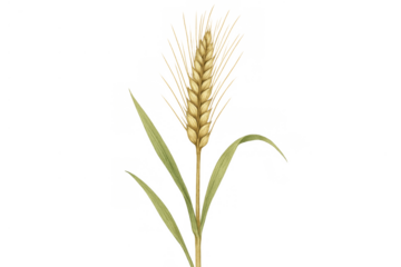 Golden wheat ear with green leaves growing, ripe cereal grain plant, agriculture and harvest food crop