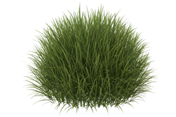 Close up of a lush green grass clump against a black background