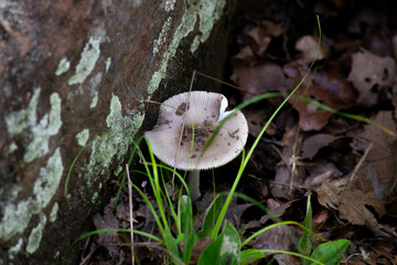 mushrooms on a tree