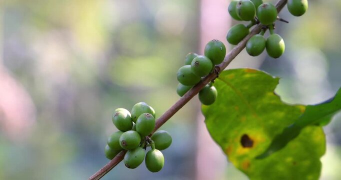 Close up view of Arabica coffee plant in Coorg district Karnataka, India.