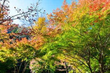 紅葉 仙台 秋保の自然公園
