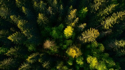 Aerial perspective captures dense evergreen forest canopy illuminated by sunlight