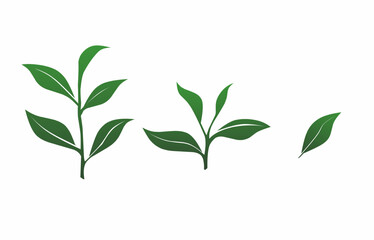Green Tea Leaf Element Set Illustration