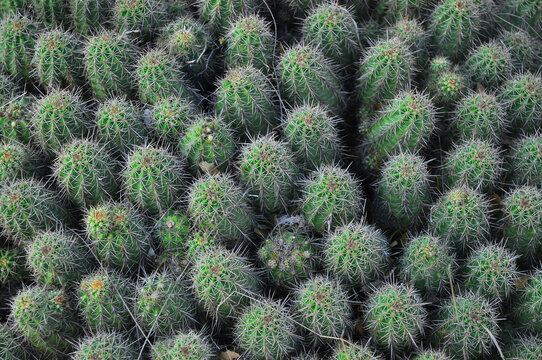 Congregation of cactus featuring pokey prickly needles