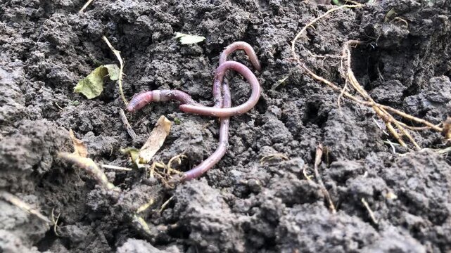 close-up view of an earthworm crawling through loose soil.