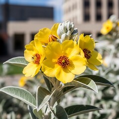 Silverleaf Sunflower Blooms in Urban Setting.