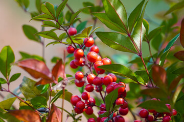 Red Nandina Berries in Autumn