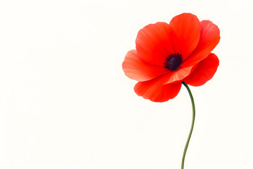 Obraz premium Single red flower on light background with copy space