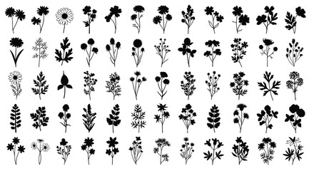 Silhouettes of diverse wild flowers, herbs, and plant leaves, depicting nature, botany, floral design, decoration, organic health, spring season, and garden collection icons.
