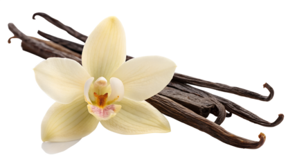Vanilla Orchid Flower Resting on Three Whole Cured Vanilla Beans