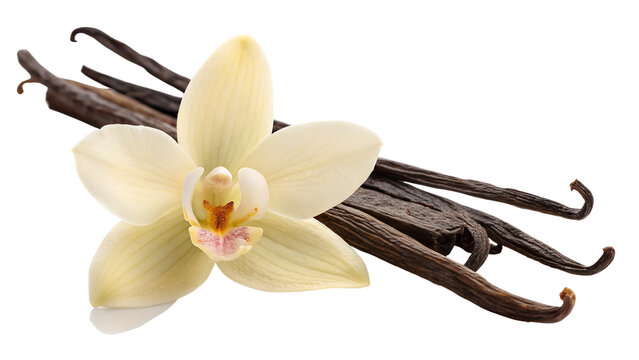 Vanilla Orchid Flower Resting on Three Whole Cured Vanilla Beans