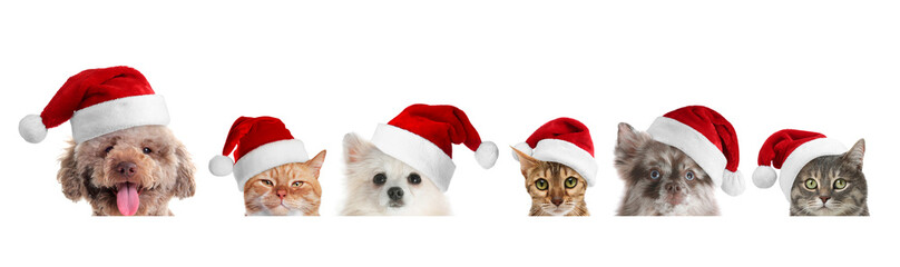 Adorable cats and dogs in Santa hats on white background