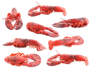 Set of lobsters isolated on white, top view