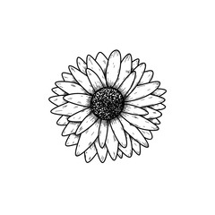 white daisy flower