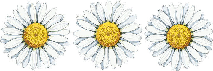 Three beautiful white and yellow chamomile daisies with delicate petals, isolated vector illustration of summer flowers on white background
