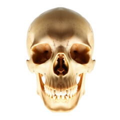 Obraz premium Detailed human skull front view with teeth and eye sockets isolated on white background