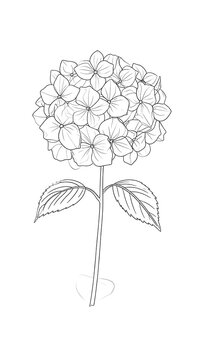 Detailed line drawing of a hydrangea flower with leaves on a plain white background