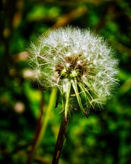A dead dandelion full of seeds
