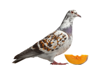 Mottled grey and white bird with orange patches near a slice of pumpkin