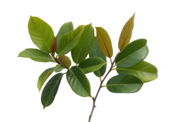Branch with green and brown leaves isolated on a transparent background