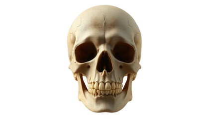 Fototapeta premium Anatomical human skull front view showing teeth and eye sockets isolated on white background