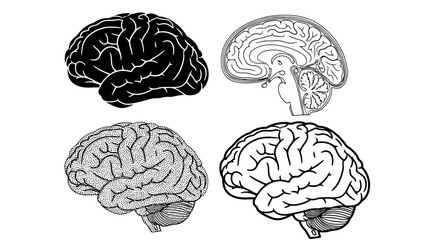 Collection of Four Brain Illustrations in Black and White, Showcasing Different Anatomical Views and Stylistic Variations for Medical and Educational Purposes