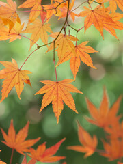 紅葉風景　紅く色づいた楓の葉を望遠レンズでクローズアップ撮影