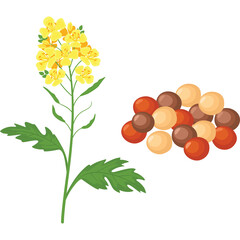 Mustard plant with yellow flowers and green leaves next to a pile of brown and red seeds isolated on white background detailed illustration of natural ingredient for cooking and condiments