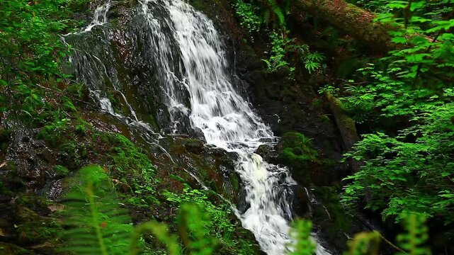  video of Mima Falls in Capital State Forest Washington State