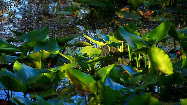  a video of Lilly pads at Spider lake in Olympic National Forest Washington State